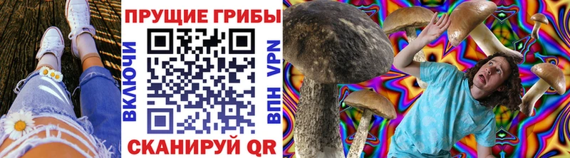 Купить где  Сухой Лог  Галлюциногенные грибы Psilocybine cubensis 